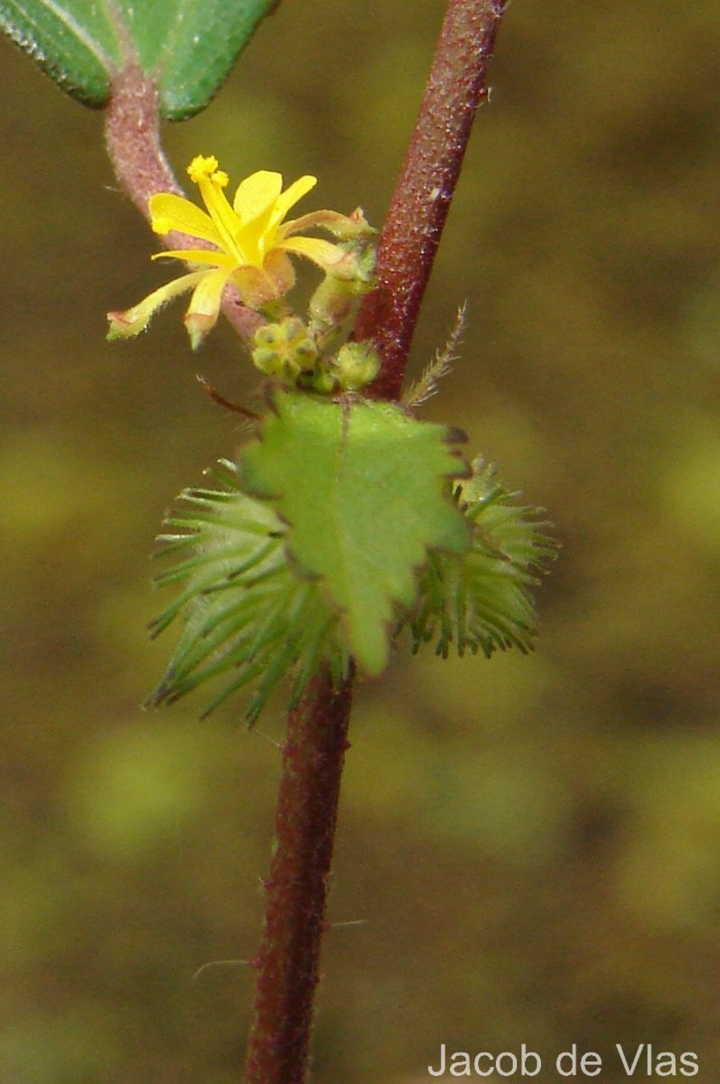 Triumfetta pentandra A.Rich.